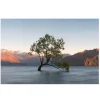 Lonely Tree Glass Wall Art